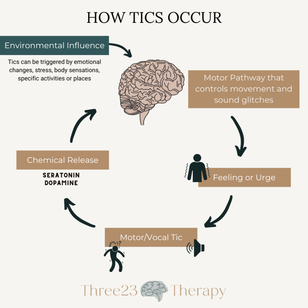 Visual description of how tics happen from the brain to the body. This visual explains the reinforcement that happens when a tic is released.